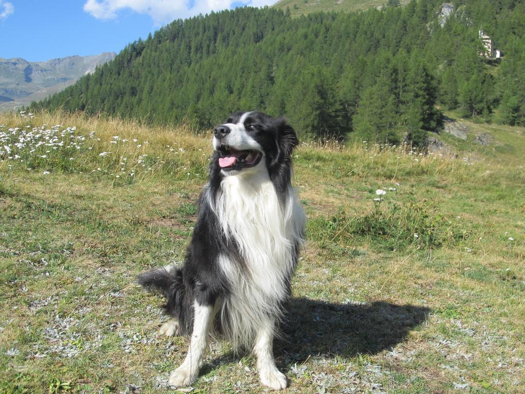 Miramonti Hotel Valtournenche Kültér fotó