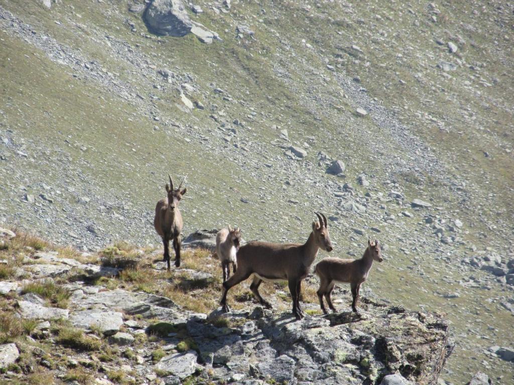 Miramonti Hotel Valtournenche Kültér fotó